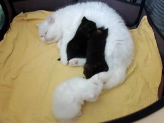 P'tit Loup est une P'tite Louloute !