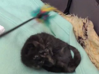 Miss Barbouille joue... un mois bientôt.