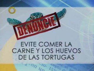 Naturaleza al día: Las tortugas marinas