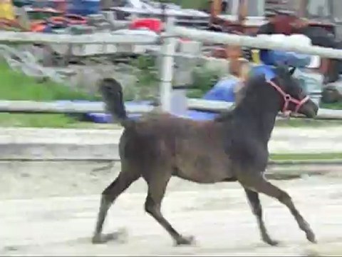 CHAKIRA D'ORROUY, pouliche arabe noire 2012 par ESTA SKAZIR (IRE*)