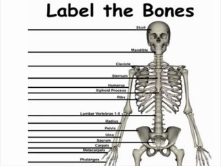 Anterior Bones