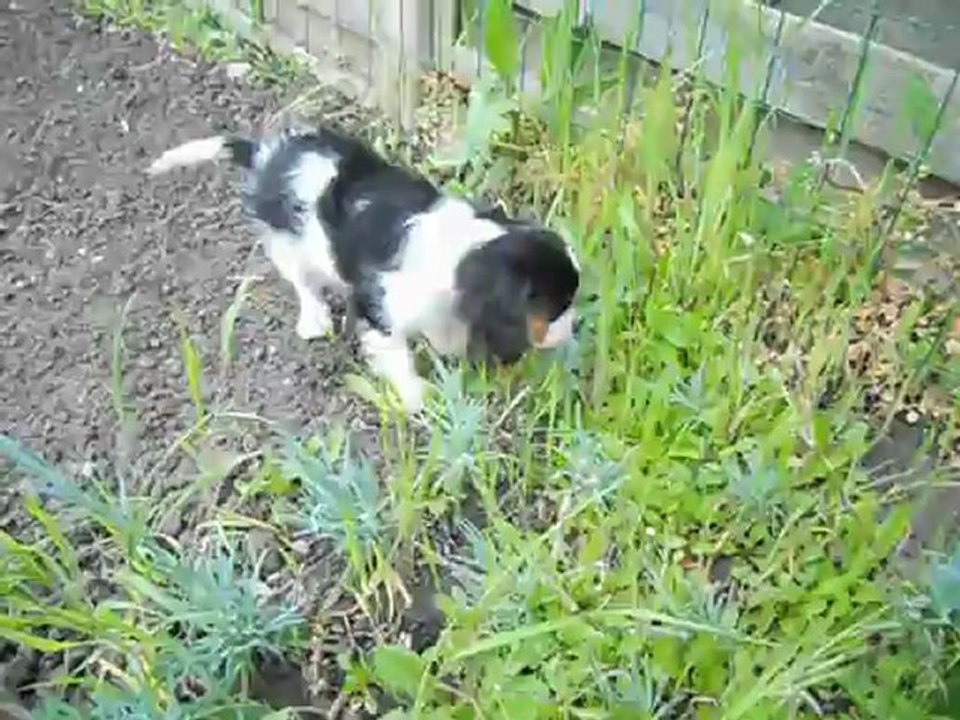 Kooper le petit jardinier