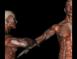 Orthopedic Test - SPEEDS TEST