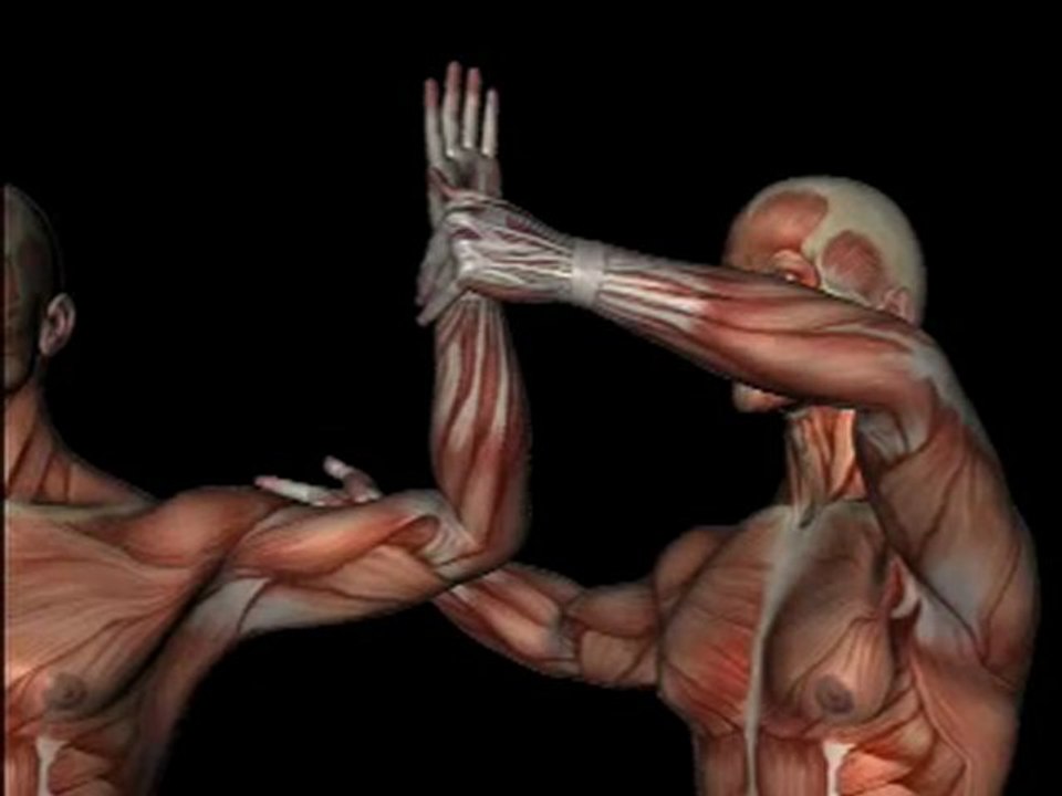 Orthopedic Test - APPREHENSION TEST