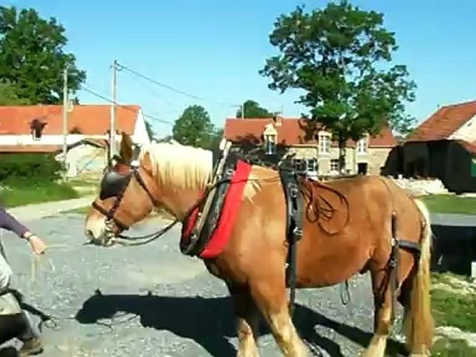 Mise dans les brancards