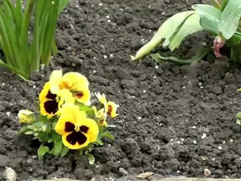 GIBOULEES DE GRELE LE 15 MAI 2012