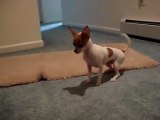 Chihuahua Cucciolo Fa le Feste alla Padrona