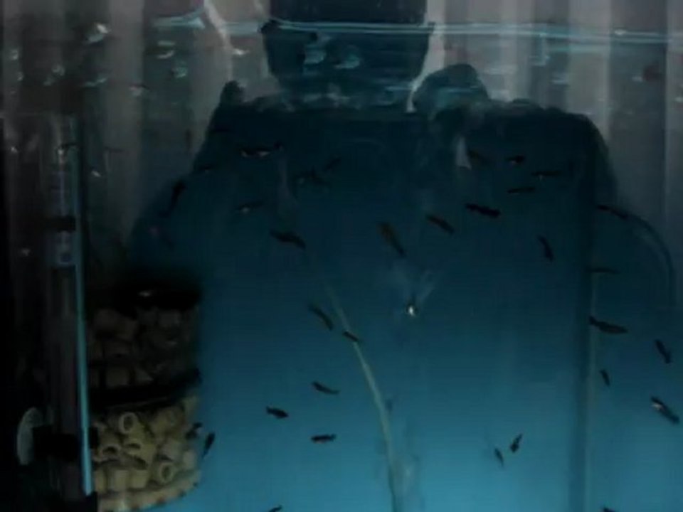 ful blacl lepistes yavruları