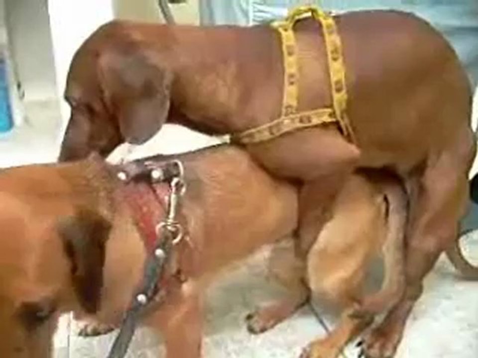 bassetquifont calins