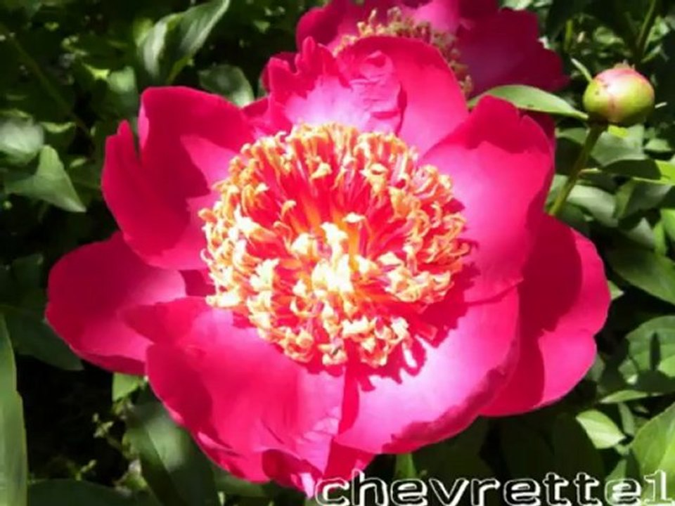 Terrabotanica 1