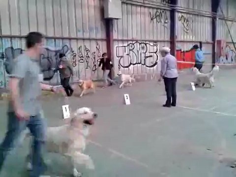 Expostion canine CACIB Saint Brieux 13 mai 2012 vidéo (1)