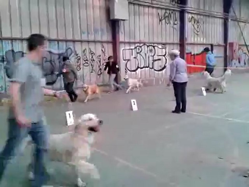 Expostion canine CACIB Saint Brieux 13 mai 2012 vidéo (1)