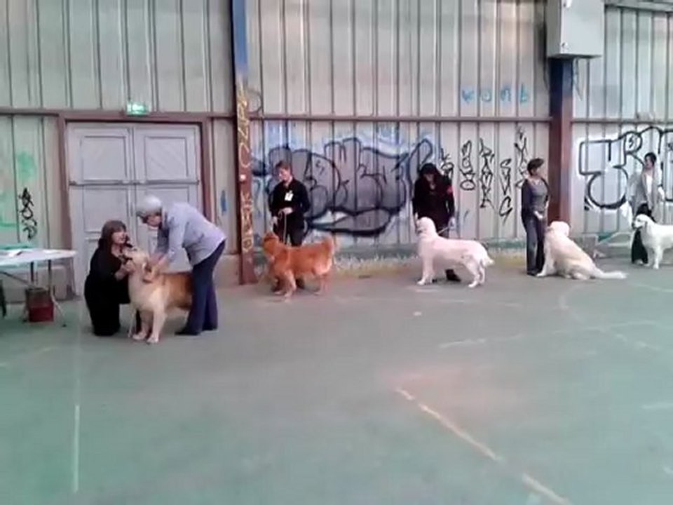 Expostion canine CACIB Saint Brieux 13 mai 2012 vidéo Elios