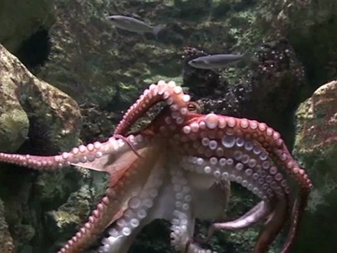 Droit de réponse Gomis