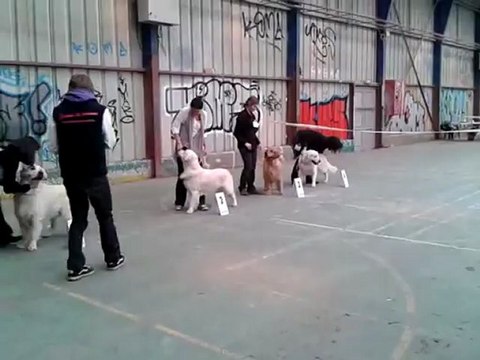Expostion canine CACIB Saint Brieux 13 mai 2012 vidéo Elios 2 ième
