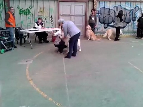 Expostion canine CACIB Saint Elios de Bihan Ki Breizhrieux 13 mai 2012