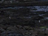 Yellow Eyed Penguins at Curio Bay in the Catlins, NZ 2012