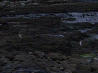 Yellow Eyed Penguins at Curio Bay in the Catlins, NZ 2012