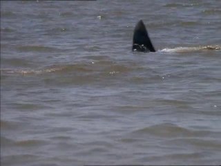 Sangue Negli Abissi (Tiburon, Duelo a Muerte) (Deep Blood) (Raffaele