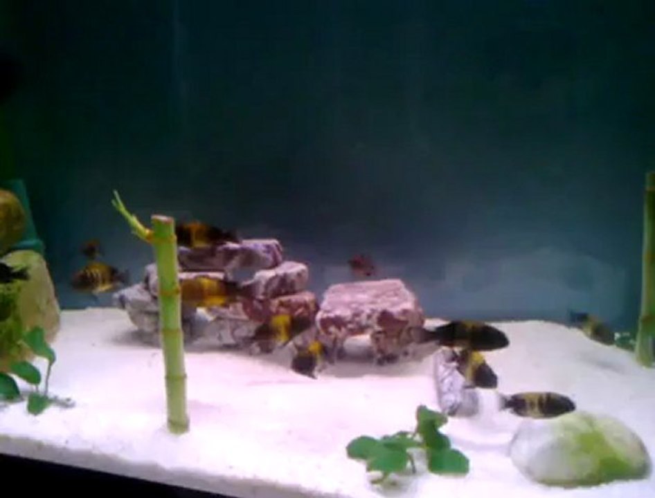 Tropheus Kriza
