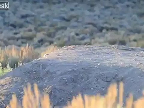 İnsanın En Sadık Dostu Peşinde