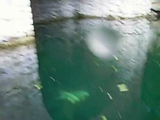 Livraison des koïs mai 2012 b