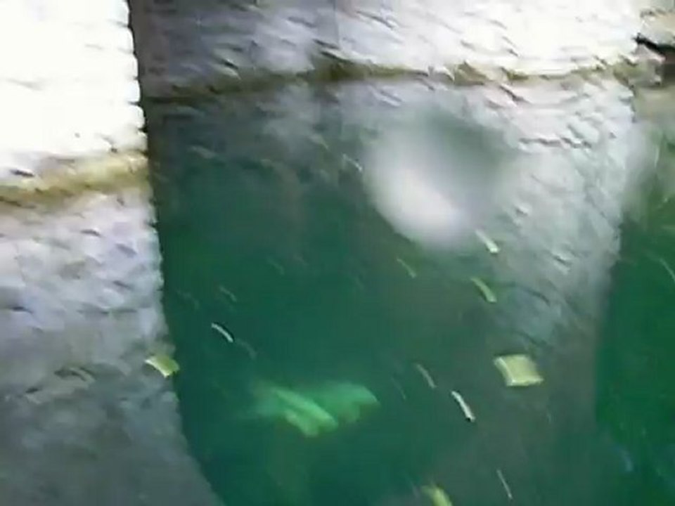 Livraison des koïs mai 2012 b