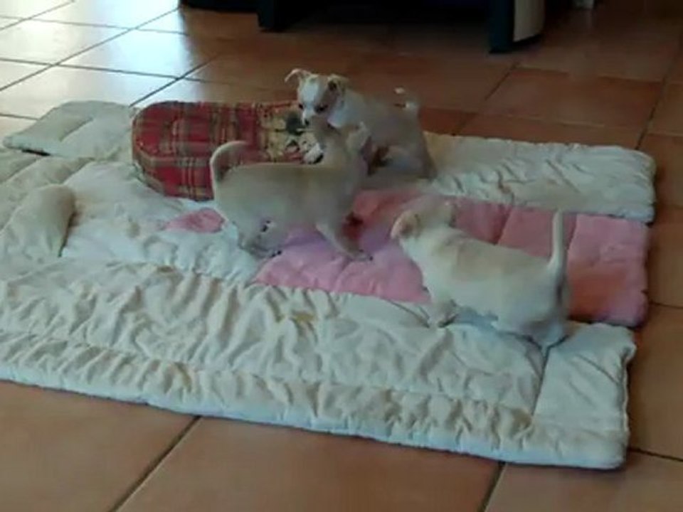 CHIOTS FOFANA, FIORA et BANGUY2 16 05 12