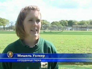 Верблюжонка назвали в честь королевы