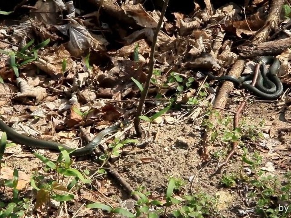 Junge Ringelnattern (grass snakes) (04-2012) Canon EOS 60D Test