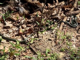Junge Ringelnattern (grass snakes) (04-2012) Canon EOS 60D Test