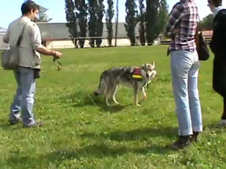 recherche utilitaire entrainement en milieu saturé d'odeur de chien