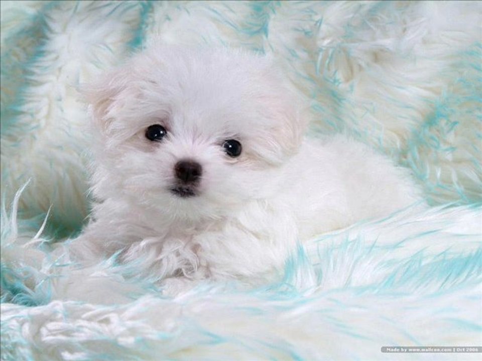 Animals-Sofia i Sara