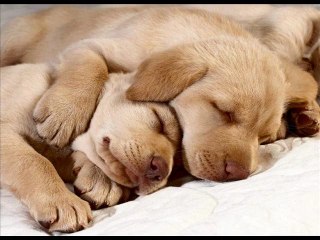 MAMÍFERS -  Carla i Irene