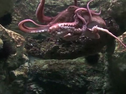 Pierre le Poulpe x Blaise Matuidi