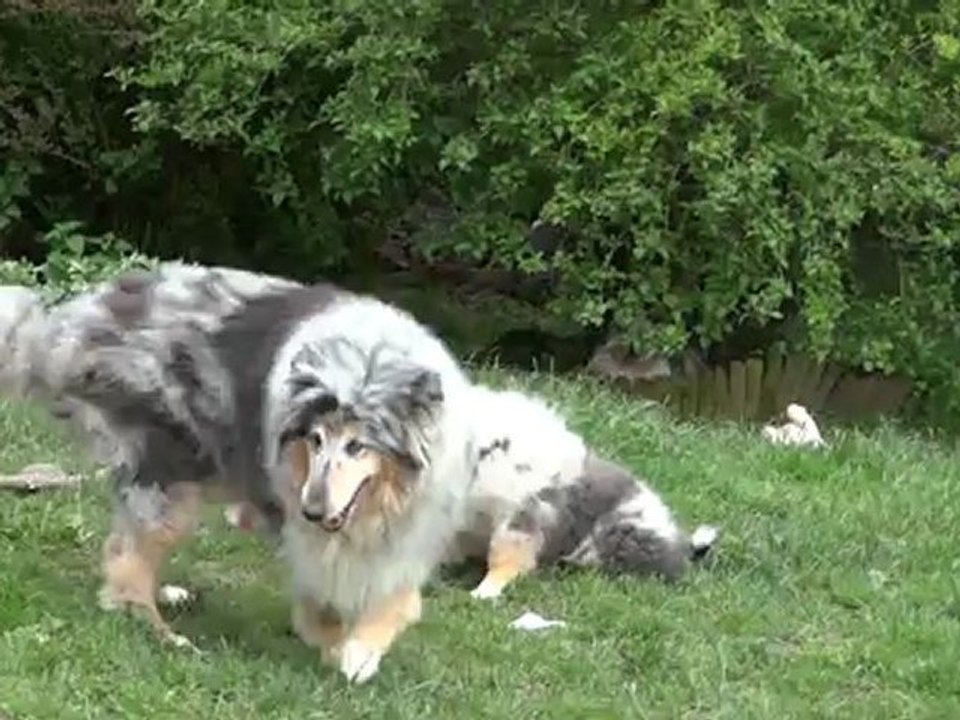 chiots colleys des stuarts de boisbelle 3 mois, jeux dans le terrain avec Elza la barzoï