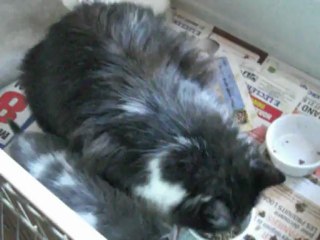 Griotte, Galak et maman Lola