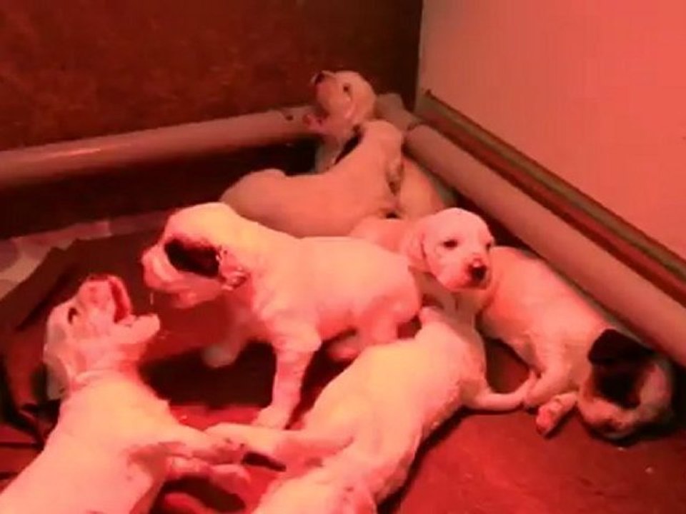 chiots setter anglais a 15 jours