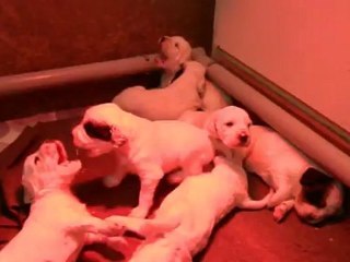 chiots setter anglais a 15 jours