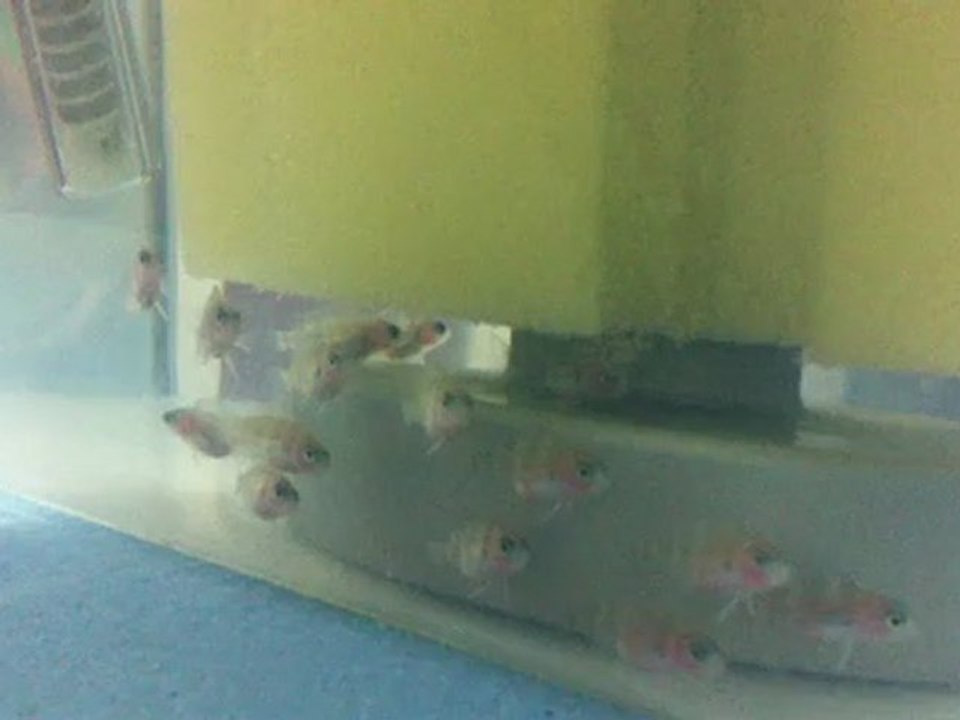 Frontosa Blue Zaire Moba Yavruları