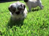 Shih Tzu & Pug Puppy For Sale in San Diego Calfornia