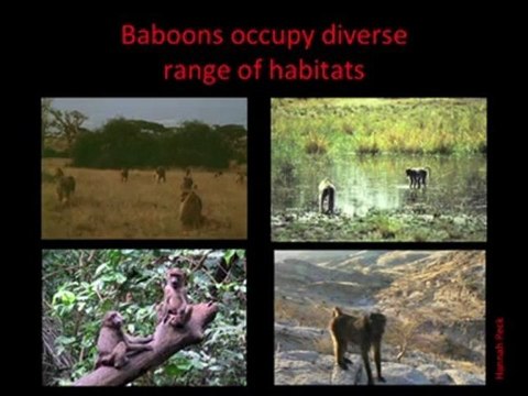 Patrick Shafroth: Costs and Benefits of Mammal Group Life