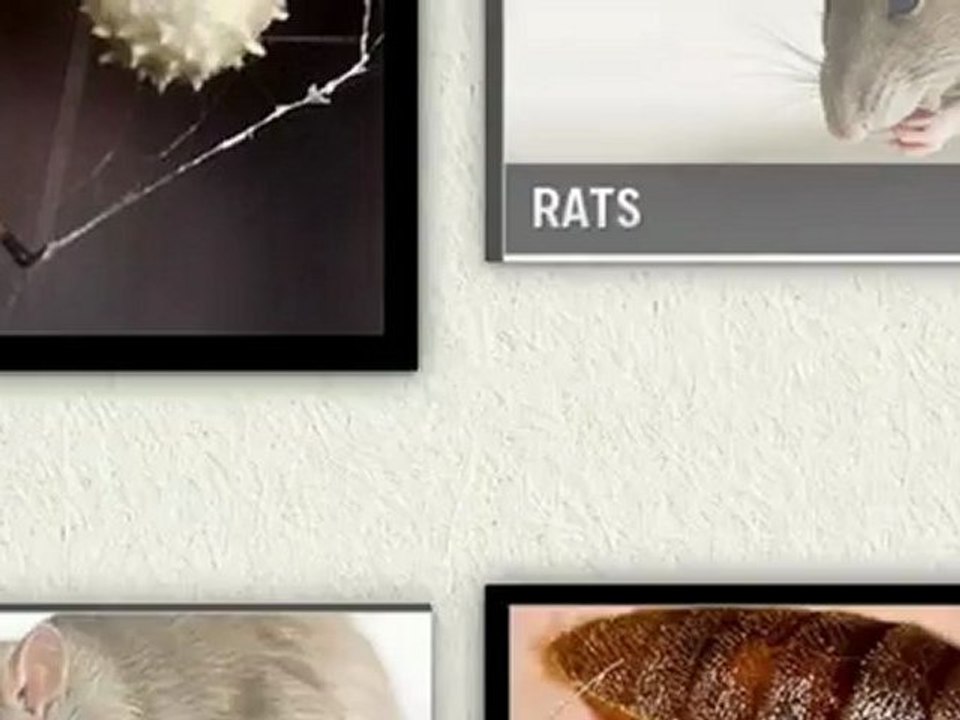 anahiem pest control