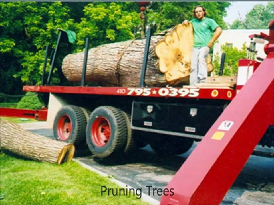 Tree Removal Woodbine MD