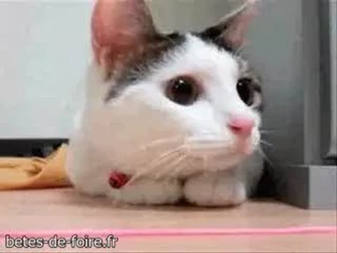 Huneratiz Un chat qui fait du ping pong avec sa tête Huneratiz