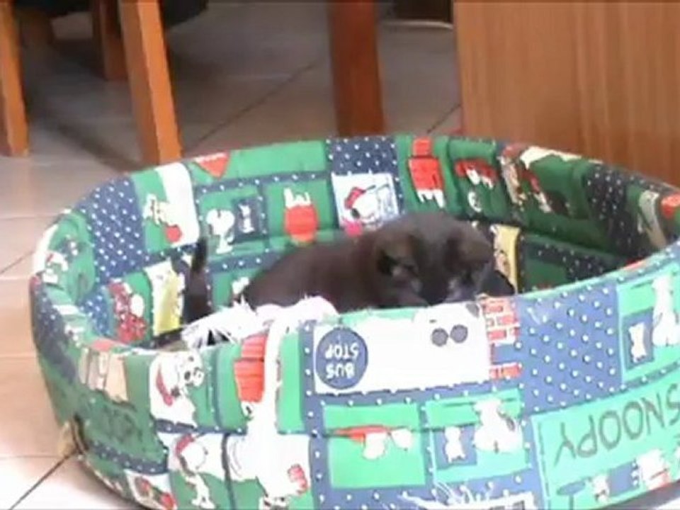 les 14 chatons