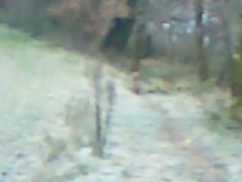 chasse lièvres ariégeois isère partie 3