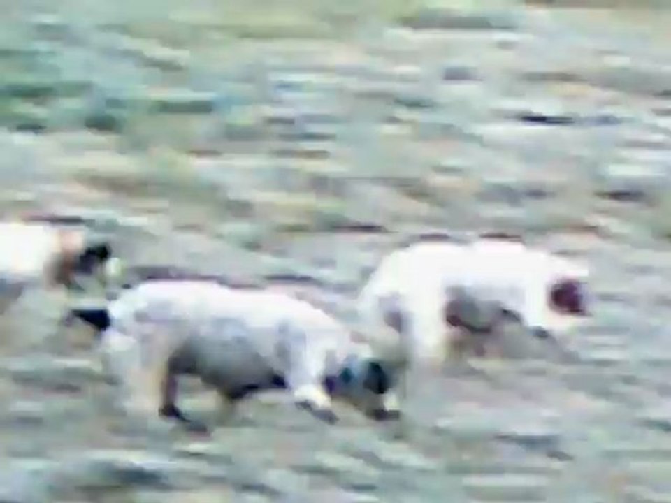 chasse lièvres ariégeois isère partie 5