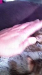 ELITE BENGALS CHATONS 17/05/2012 4 SEMAINES