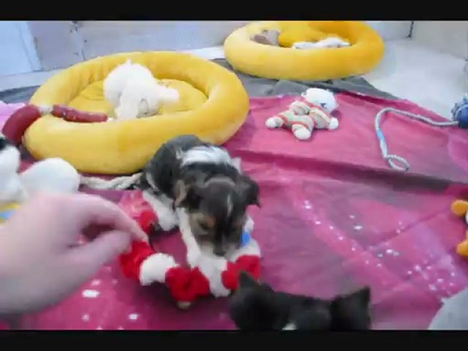 Puppies playing